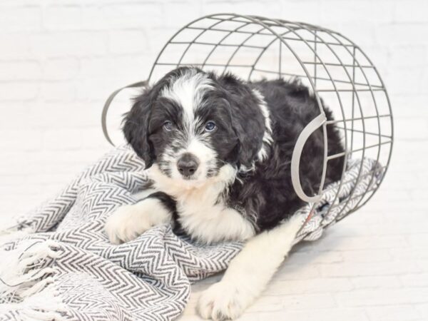 Aussie Poo-DOG-Male-Black & White-34956-Petland Novi, Michigan