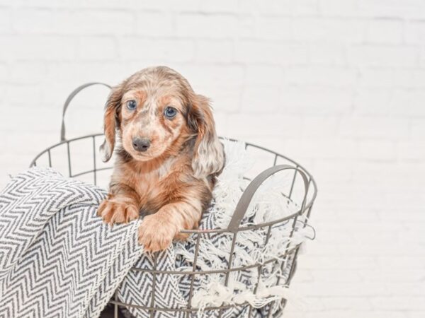 Dachshund-DOG-Male-Blue-34957-Petland Novi, Michigan