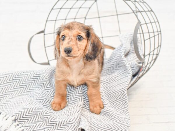 Dachshund DOG Male Chocolate 34958 Petland Novi, Michigan