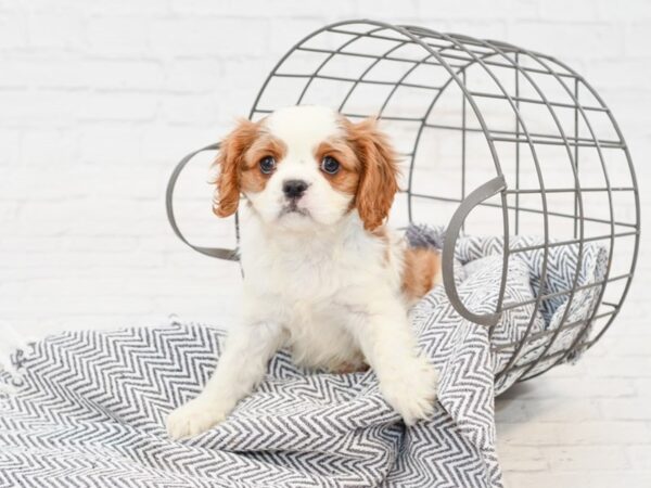 Cavalier King Charles Spaniel-DOG-Male-Blenheim-34960-Petland Novi, Michigan