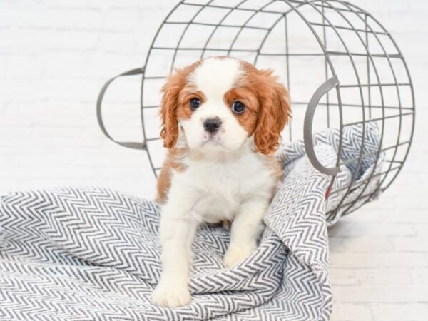 Cavalier King Charles Spaniel-DOG-Male-Blenheim-34961-Petland Novi, Michigan