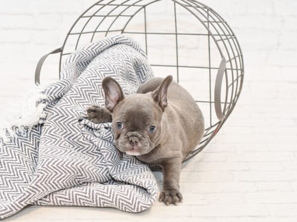 French Bulldog-DOG-Female-Blue-34963-Petland Novi, Michigan