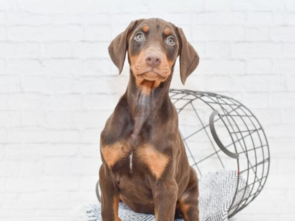 Doberman Pinscher DOG Male Red 34964 Petland Novi, Michigan