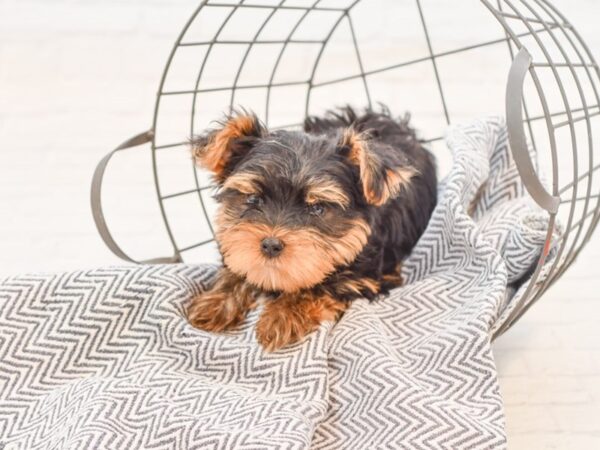 Yorkshire Terrier-DOG-Male-Black & Tan-34965-Petland Novi, Michigan