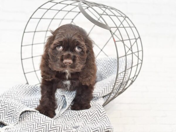 Cocker Spaniel DOG Male CHOC 34950 Petland Novi, Michigan