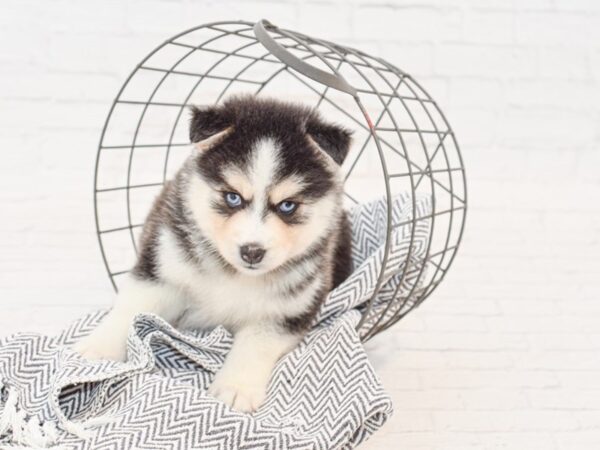 Pomsky-DOG-Female-BLK WHITE-34953-Petland Novi, Michigan