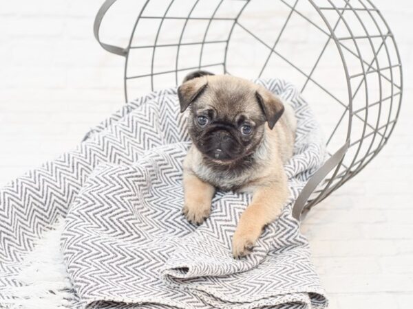 Pug DOG Female Fawn 34959 Petland Novi, Michigan