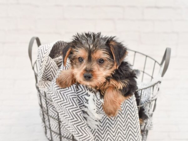 Silky Terrier DOG Male Black / Tan 34966 Petland Novi, Michigan