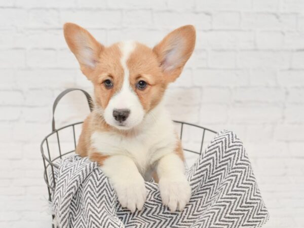 Pembroke Welsh Corgi-DOG-Male-Red / White-34967-Petland Novi, Michigan