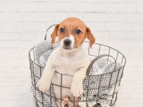 Jack Russell Terrier-DOG-Male-White / Red-34968-Petland Novi, Michigan