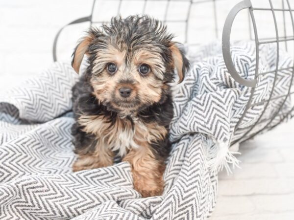 Yorkie/Aussie DOG Male Black / Tan 34969 Petland Novi, Michigan