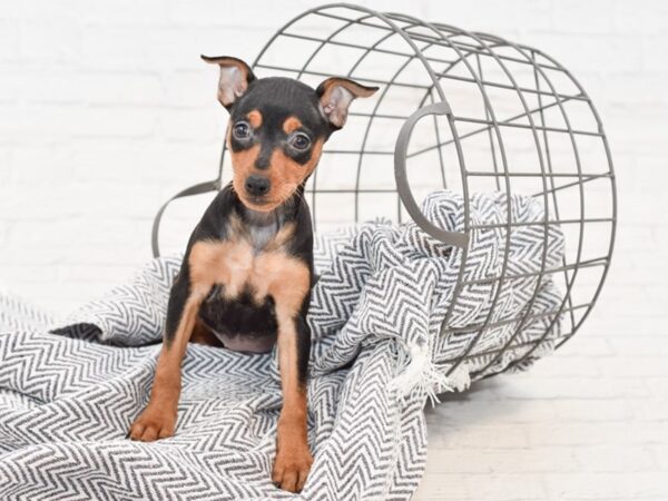 Miniature Pinscher-DOG-Female-Black / Tan-34970-Petland Novi, Michigan