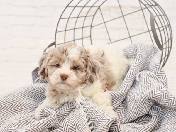 Daisy Dog-DOG-Female-CHOC MERLE-34971-Petland Novi, Michigan