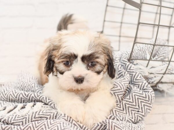 Teddy Bear-DOG-Male-BROWN WHITE-34973-Petland Novi, Michigan