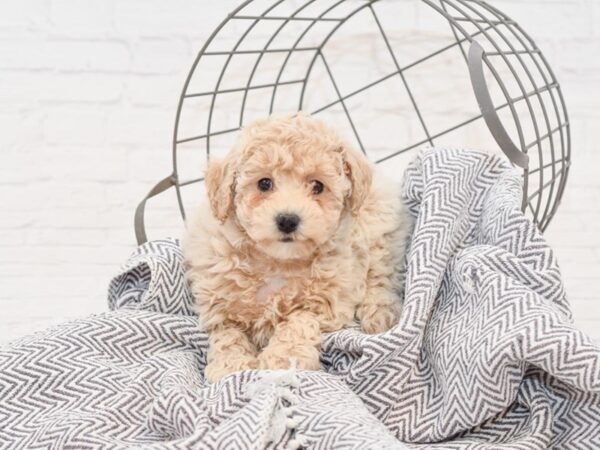 Bichonpoo-DOG-Female-RED-34974-Petland Novi, Michigan