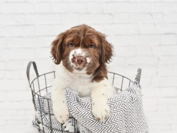 Mini Hippo DOG Male choc wh 34975 Petland Novi, Michigan