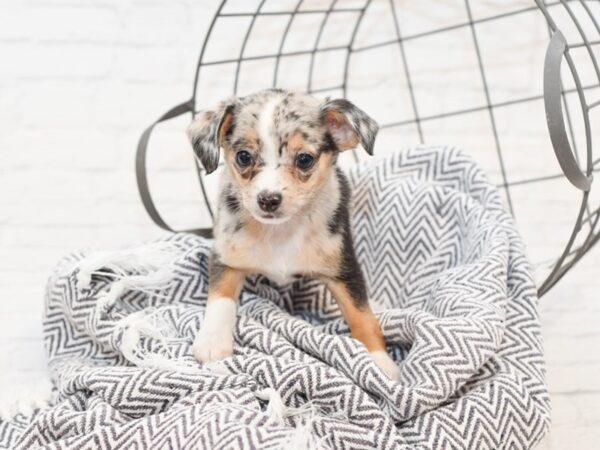 Chihuahua-DOG-Male-BLUE MERLE-34977-Petland Novi, Michigan