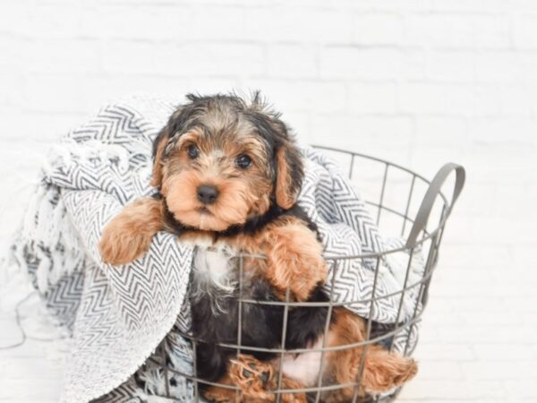 Yorkie Poo DOG Male BLK TAN 34979 Petland Novi, Michigan