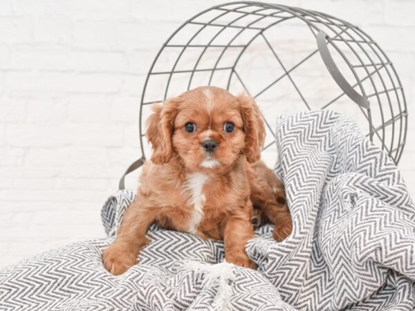 Cavalier King Charles Spaniel-DOG-Male-ruby-34980-Petland Novi, Michigan