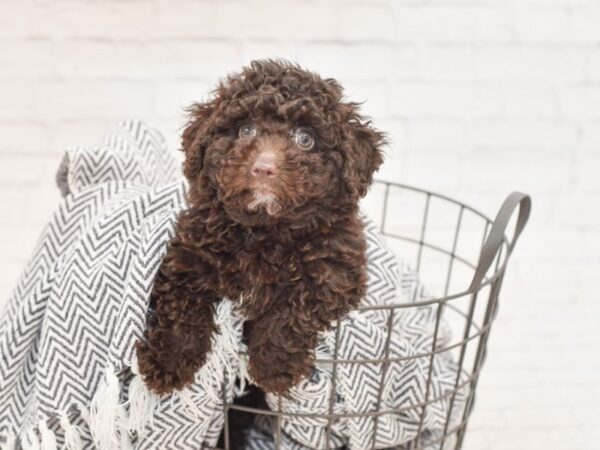 Miniature Poodle-DOG-Male-CHOC-34981-Petland Novi, Michigan