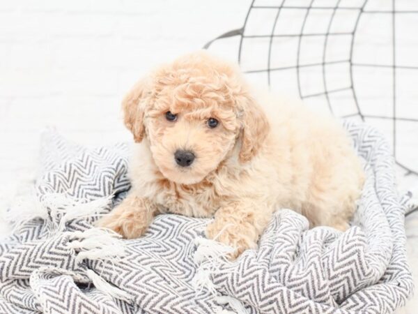 Bichonpoo-DOG-Male-RED-34982-Petland Novi, Michigan