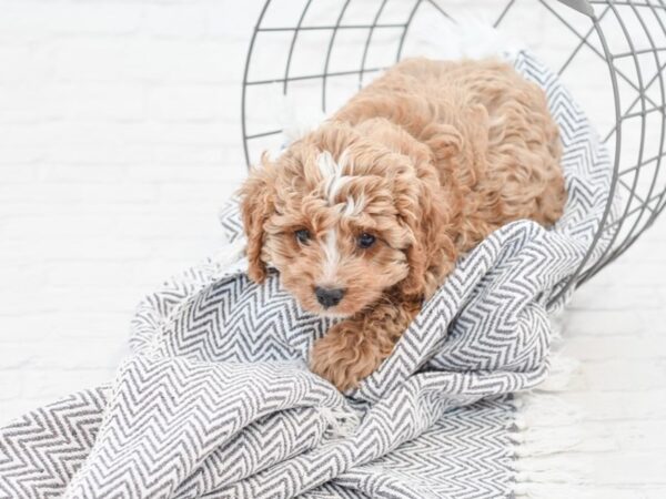 Cavapoo-DOG-Female-RED-34983-Petland Novi, Michigan