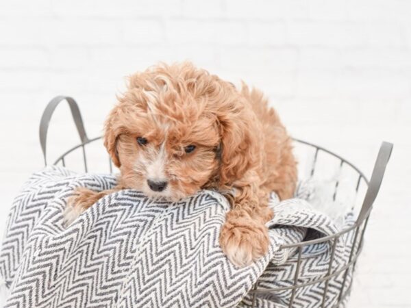 Cavapoo-DOG-Male-RED-34984-Petland Novi, Michigan