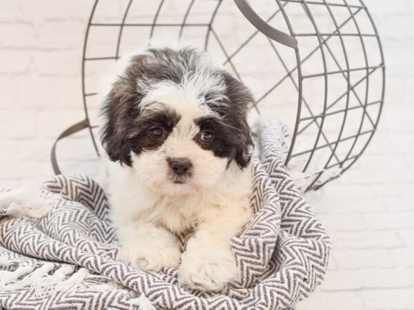 Teddy Bear-DOG-Female-BROWN WHITE-34985-Petland Novi, Michigan