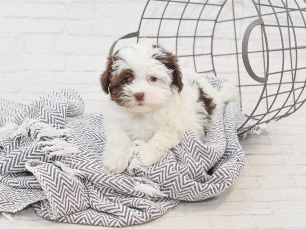 Havanese DOG Female CREAM WHITE 34986 Petland Novi, Michigan