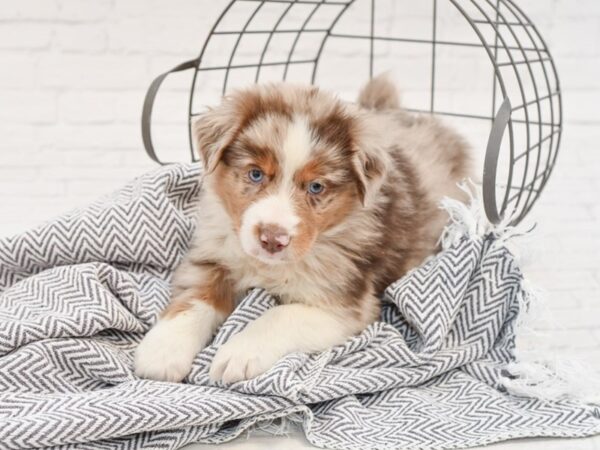 Mini Aussie DOG Male RED MERLE 34987 Petland Novi, Michigan