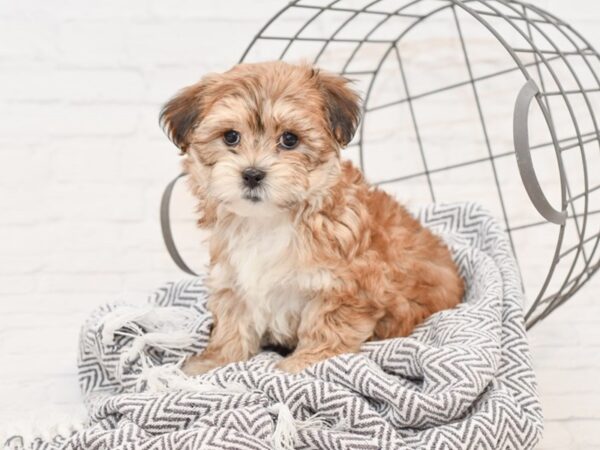 Shih-Malt DOG Female BRN WH 34989 Petland Novi, Michigan