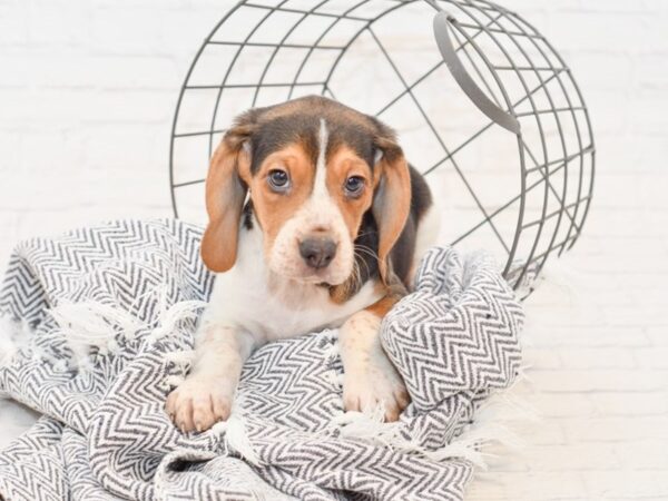 Beagle DOG Male Tri 34991 Petland Novi, Michigan