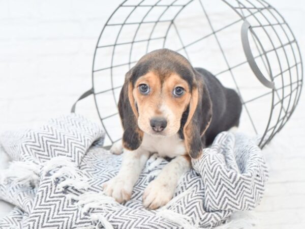 Beagle DOG Female Tri 34992 Petland Novi, Michigan