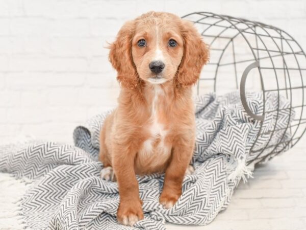 F2 MINI GOLDENDOODLE DOG Male Red & White 34993 Petland Novi, Michigan