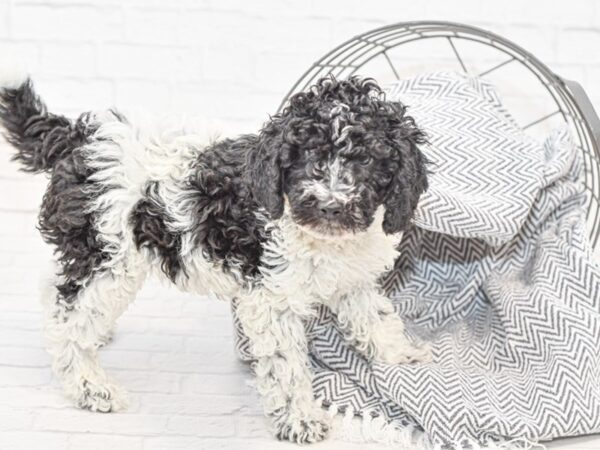 F2 MINI GOLDENDOODLE DOG Male Black & White 34994 Petland Novi, Michigan