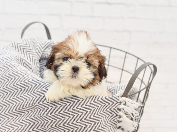 Shih Tzu-DOG-Female-Brown & White-34996-Petland Novi, Michigan