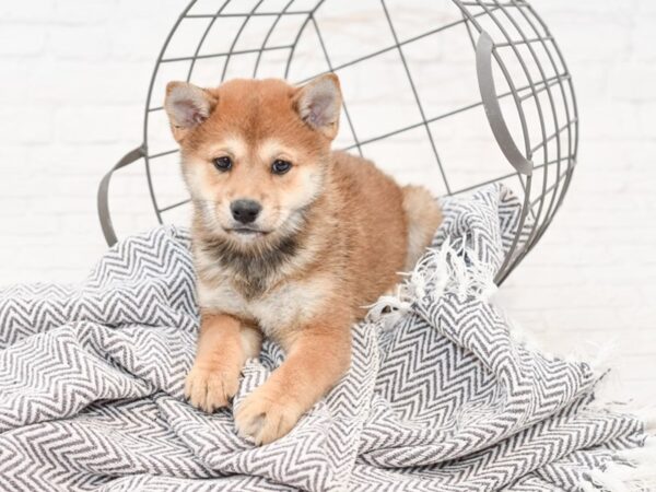 Shiba Inu-DOG-Female-Red Seseme-34997-Petland Novi, Michigan