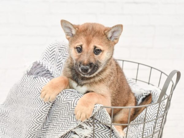 Shiba Inu DOG Male Red Seseme 34998 Petland Novi, Michigan