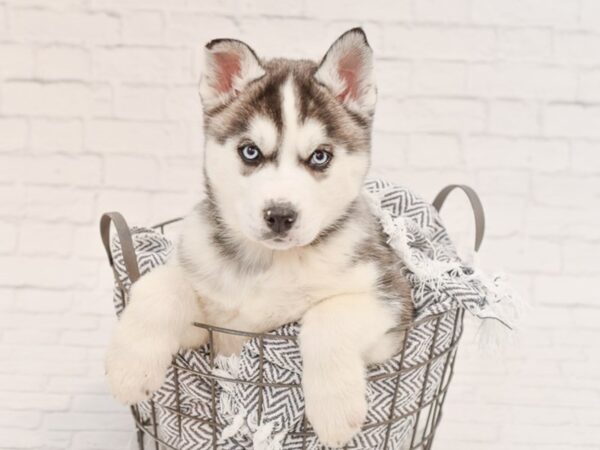 Siberian Husky-DOG-Male-Gray & White-34999-Petland Novi, Michigan