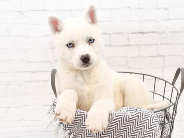 Siberian Husky-DOG-Female-White-35000-Petland Novi, Michigan