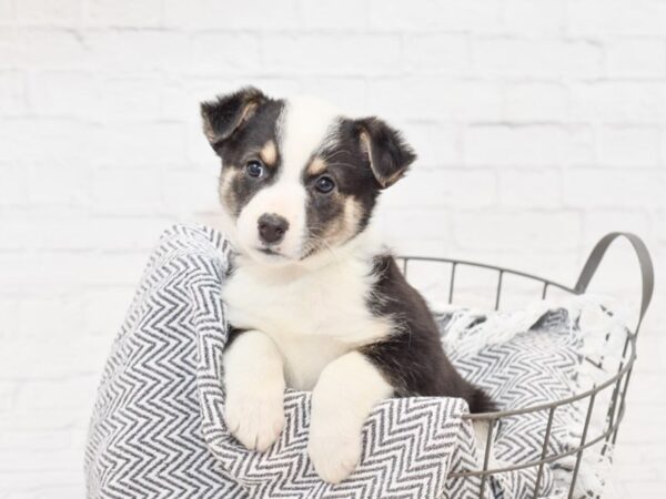 Jack/Mini Aussie DOG Male Tri 35001 Petland Novi, Michigan