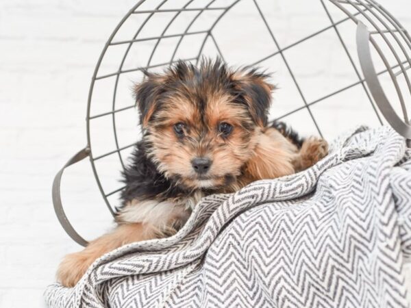 Morkie DOG Female BLK TAN 35009 Petland Novi, Michigan