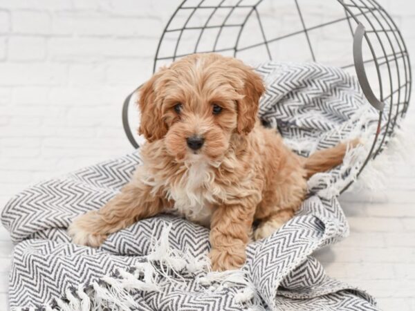 Cockadoodle-DOG-Female-RED-35007-Petland Novi, Michigan