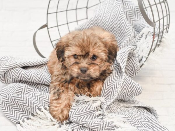 Shorkie-DOG-Male-brown-35008-Petland Novi, Michigan