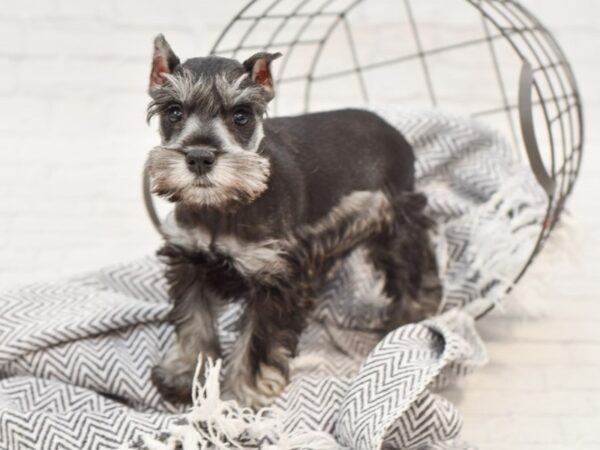 Miniature Schnauzer-DOG-Female-SALT PEPPER-35010-Petland Novi, Michigan