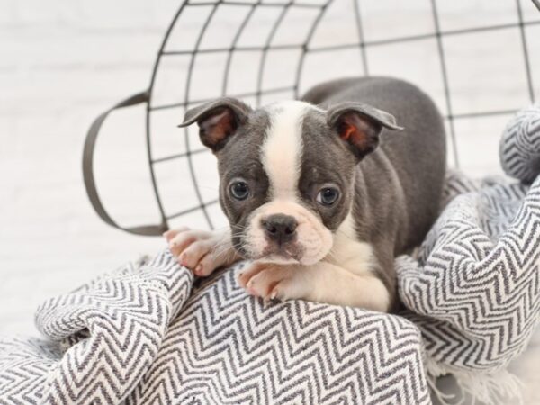 Boston Terrier DOG Female BLUE 35011 Petland Novi, Michigan