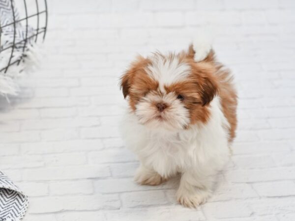 Shih Tzu-DOG-Male-CHOC WHITE-35013-Petland Novi, Michigan