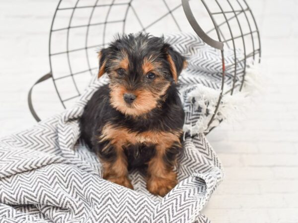 Yorkshire Terrier-DOG-Female-BLK TAN-35014-Petland Novi, Michigan