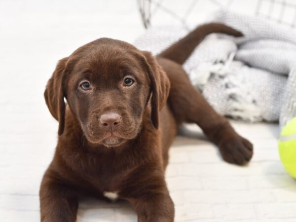 Labrador Retriever DOG Female Chocolate 35016 Petland Novi, Michigan