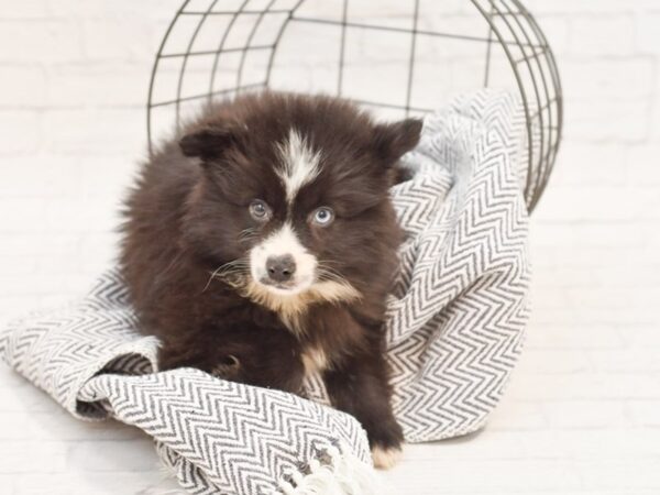 Pomsky 2nd Gen DOG Male Black w/White Marks 35017 Petland Novi, Michigan